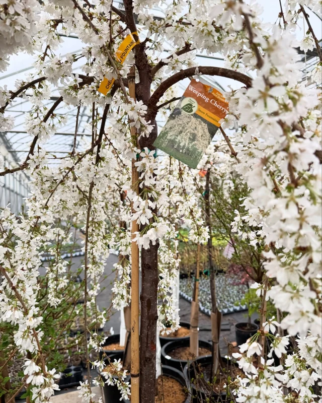 No Joke—It’s Time to Plant Trees! 🎉👌🏼

We KNOW it’s April Fools’ Day, but this is 100% REAL —now is a great time to plant trees! Our tree & shrub yard is filling up with all kinds of goodies, some of which are already showing off their spring blooms. A sure sign that warmer days are here!

Planting now gives trees plenty of time to establish strong roots before summer heat kicks in. If your tree has buds, just keep an eye on the evening temps—if we dip below freezing, you may want to protect them.

🌿 Pro tip: You can cover delicate buds with fabric like burlap or a sheet, but never use plastic—it can trap moisture and cause more harm than good.

Stop in and check out our selection. Spring has arrived, and there’s no better way to celebrate than by planting something that will grow for years to come! We know you're itching to get out there. 😉

#lavocatsfamilygreenhouse #localnursery #wny #trees #notkidding #nojoke #timetoplant #familyrunbusiness #smallbusiness #landscape #landscapedesign #gardening #plantatree #horticulture #springishere #treetime #protectyourbuds  #716